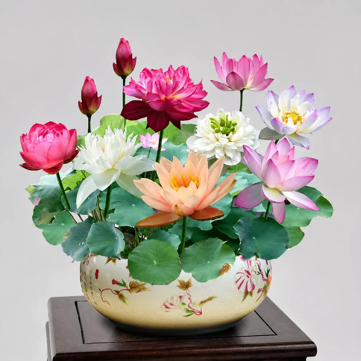 Aquatic Lotus Flower Seeds for Garden Ponds - Multiple Varieties