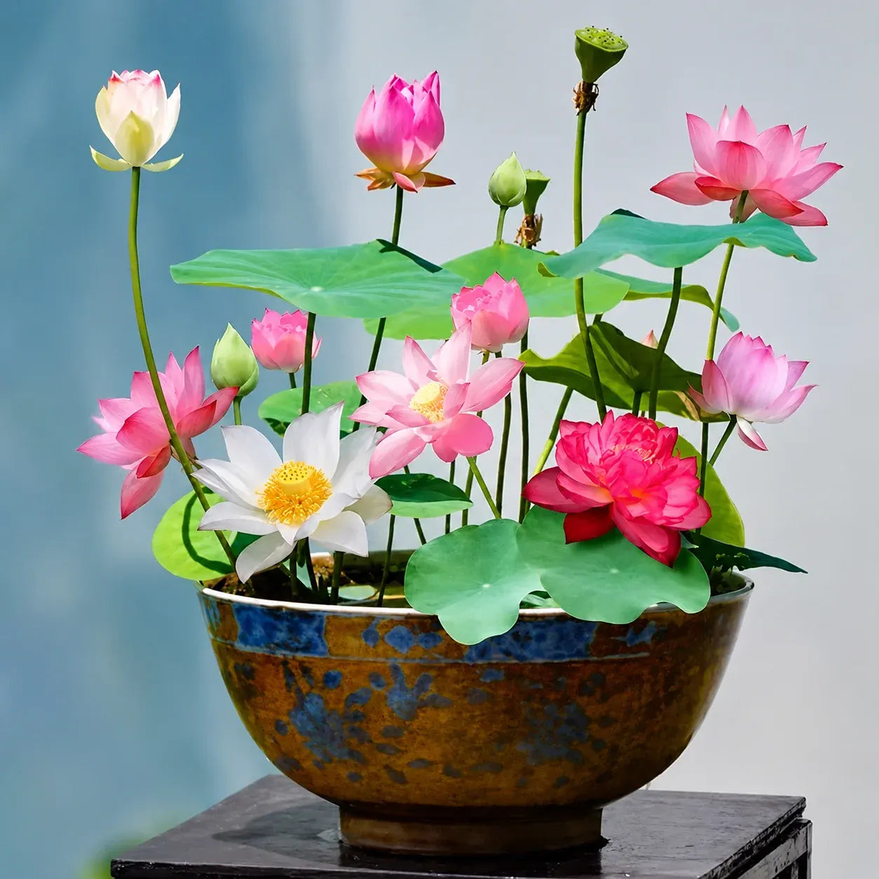 Aquatic Lotus Flower Seeds for Garden Ponds - Multiple Varieties