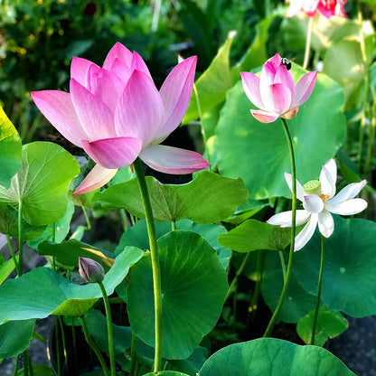 Aquatic Lotus Flower Seeds for Garden Ponds - Multiple Varieties