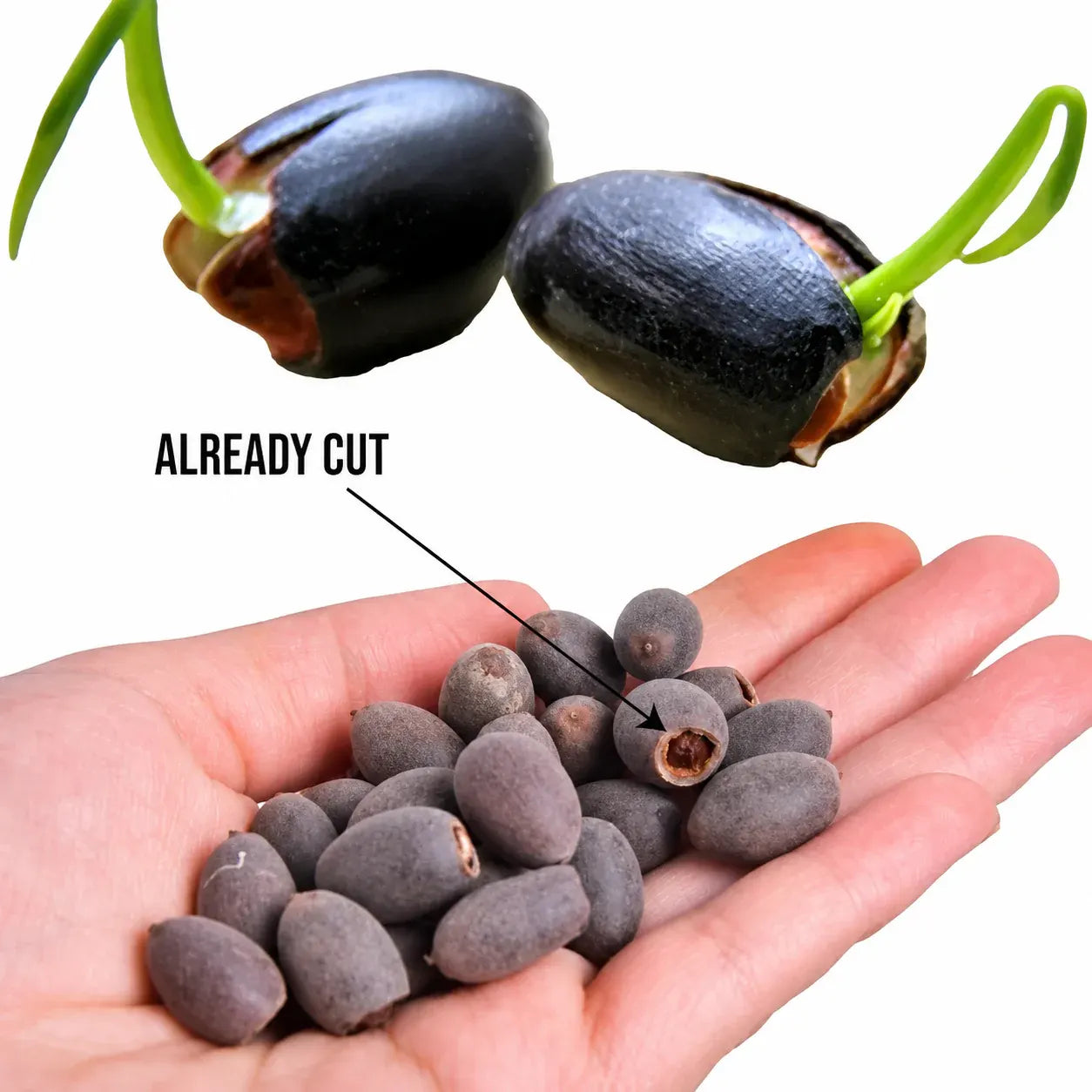 Aquatic Lotus Flower Seeds for Garden Ponds - Multiple Varieties