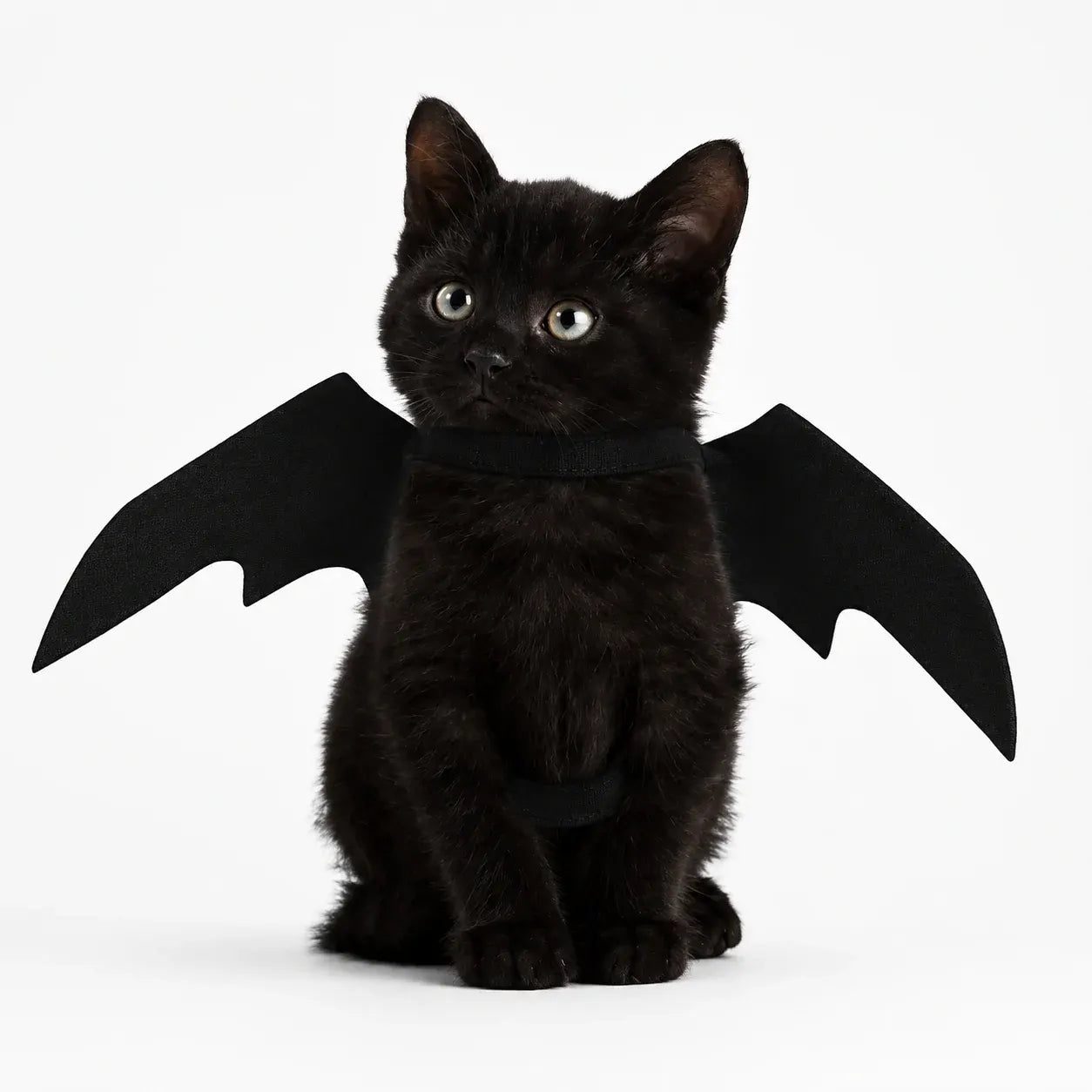 Bat Wings Pet Costume for Halloween