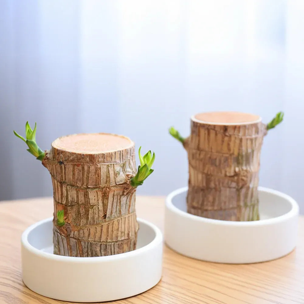 Decorative Lucky Bamboo Plant with Air-Purifying Pot