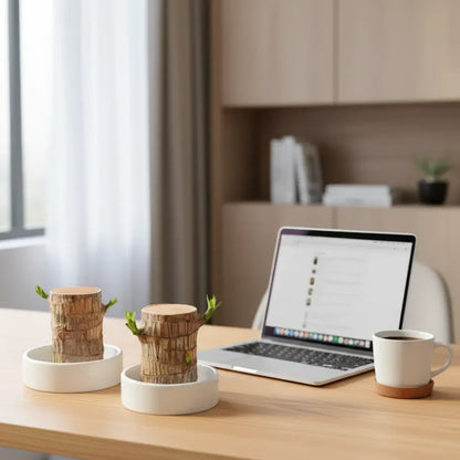 Decorative Lucky Bamboo Plant with Air-Purifying Pot