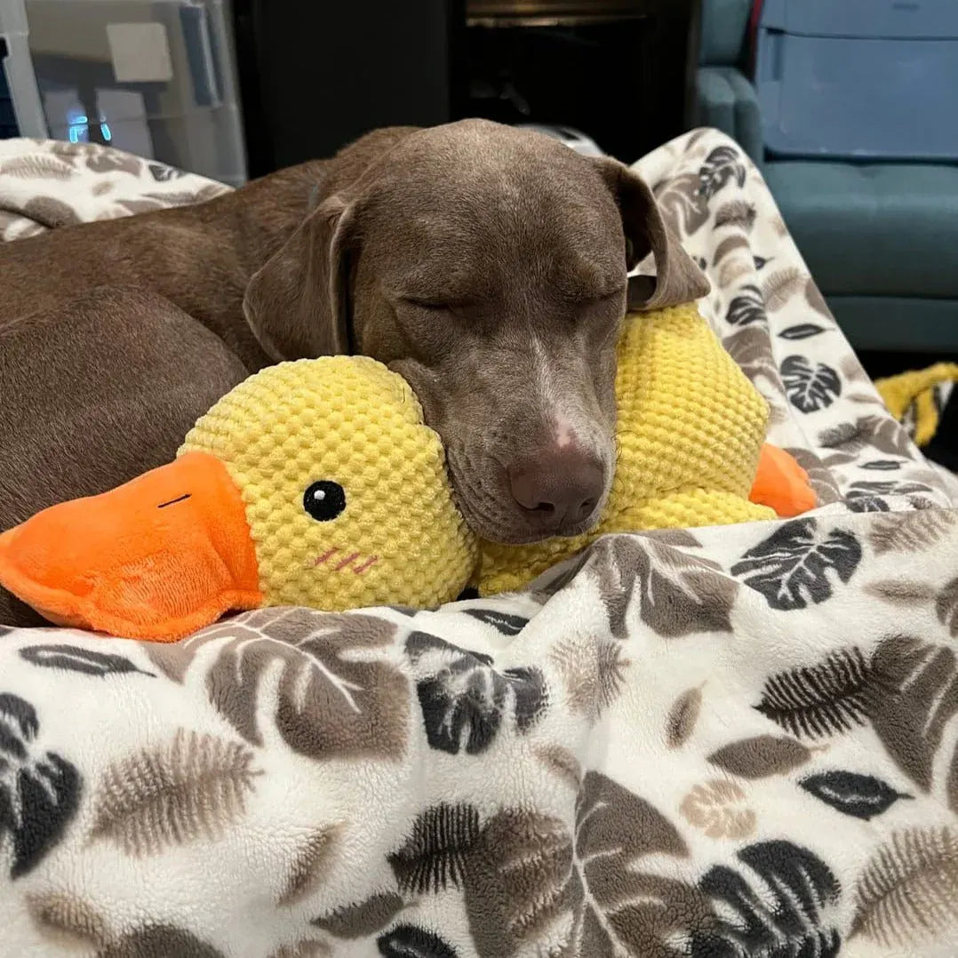 Squeaky Quacking Duck Chew Toy for Dogs - Soothing Play Companion