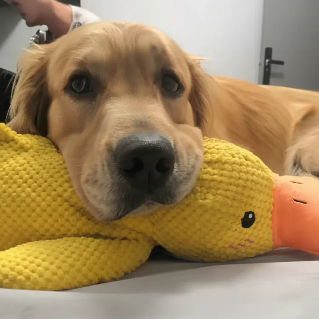 Squeaky Quacking Duck Chew Toy for Dogs - Soothing Play Companion